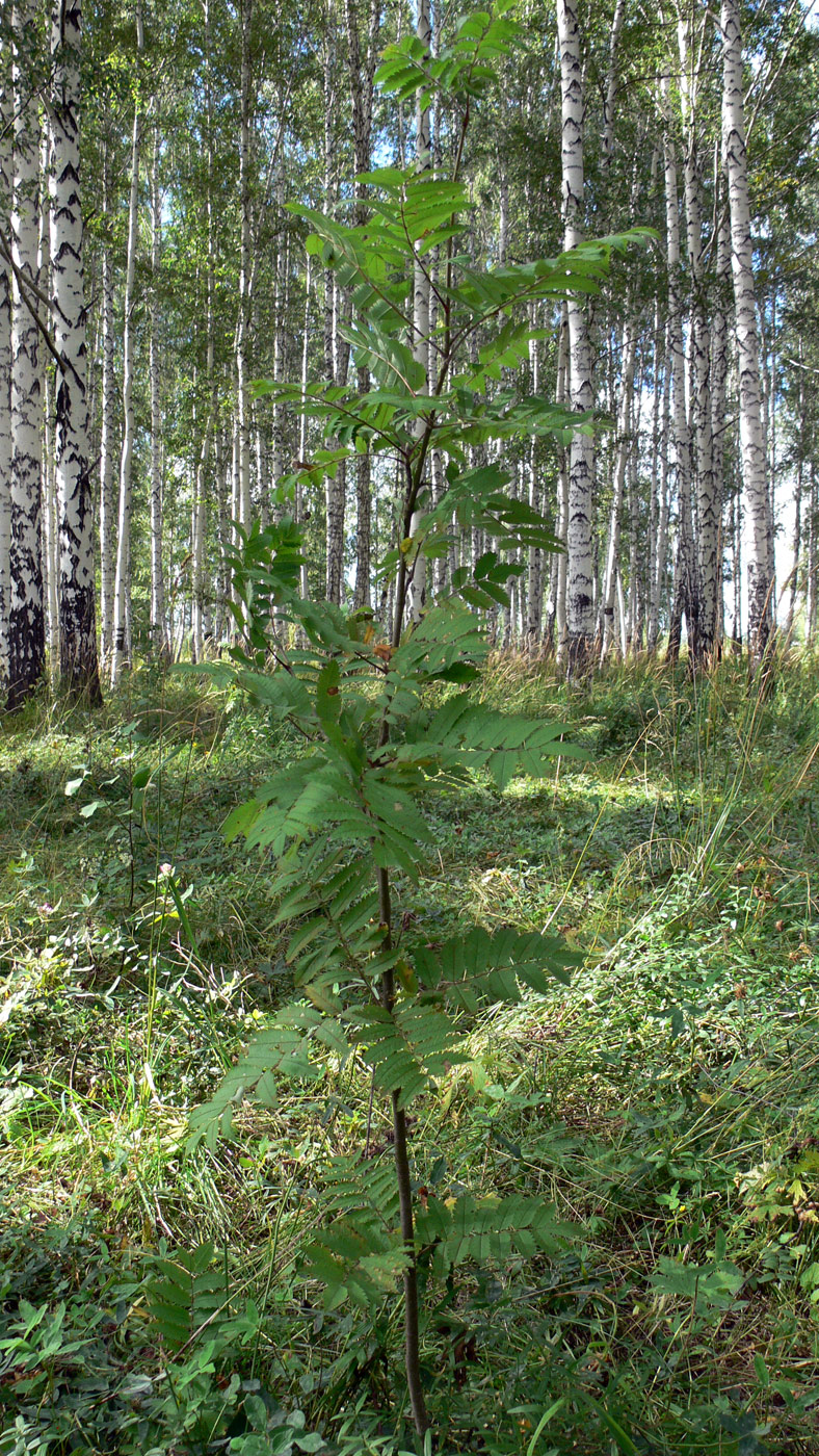 Изображение особи Sorbus sibirica.