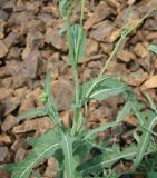 Sonchus arvensis ssp. uliginosus