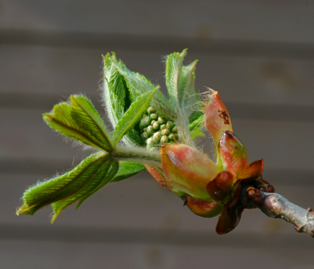 Image of Aesculus hippocastanum specimen.