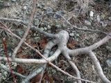 genus Salix