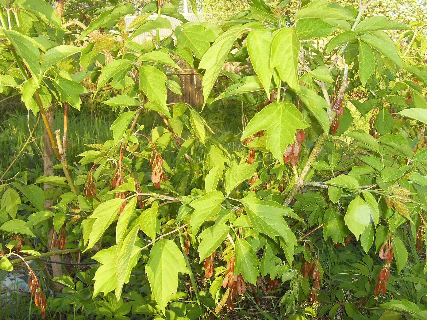 Image of Acer negundo specimen.