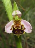 Ophrys apifera