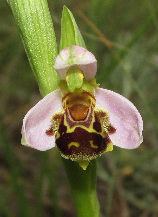 Изображение особи Ophrys apifera.