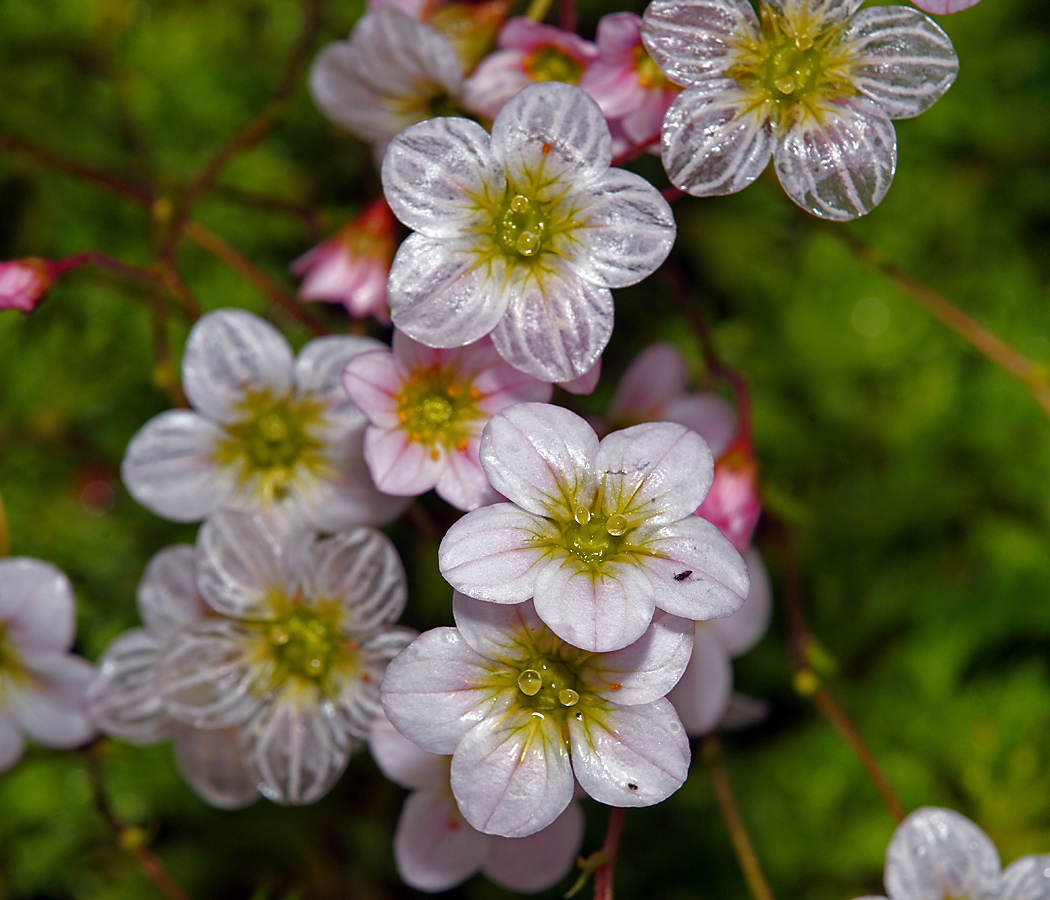 Изображение особи Saxifraga &times; arendsii.