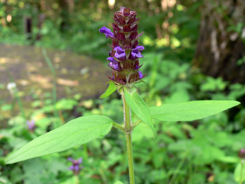 Изображение особи Prunella vulgaris.