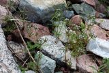 Asperula setosa