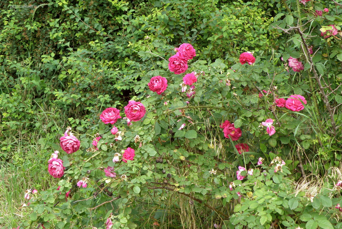 Image of Rosa damascena specimen.