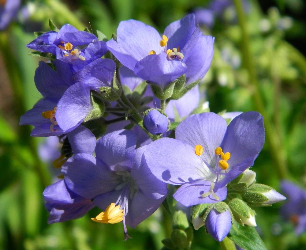 Image of Polemonium caeruleum specimen.