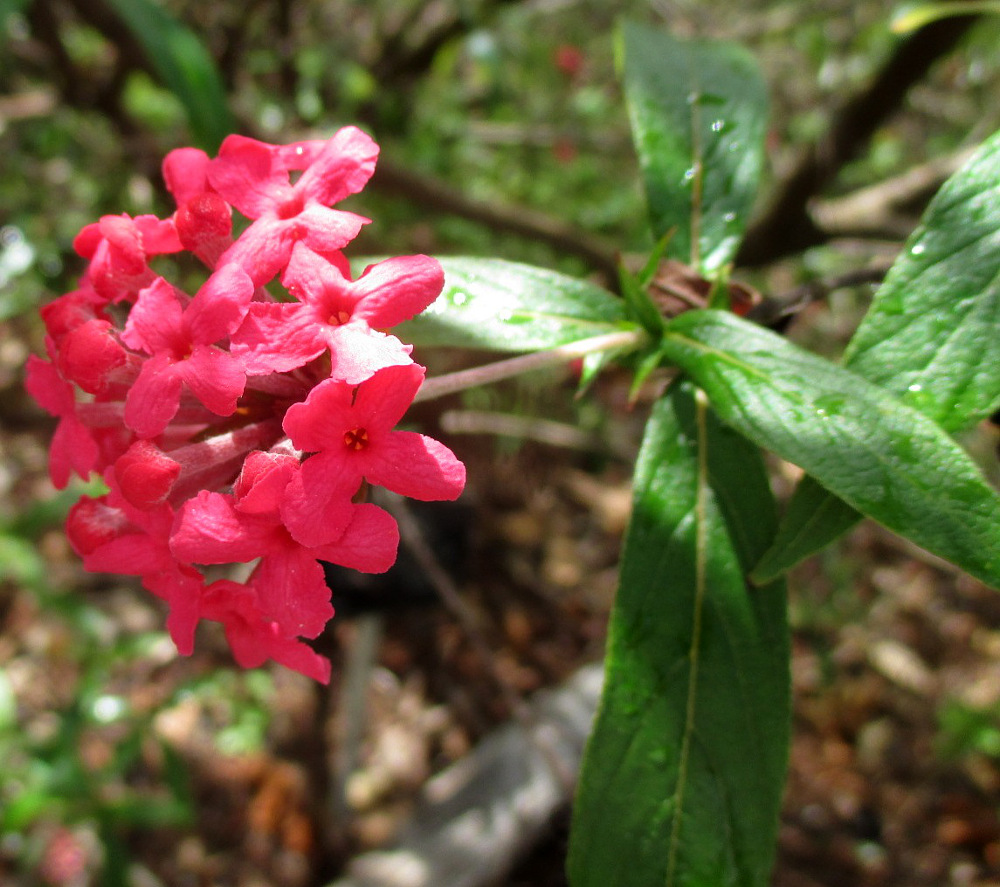 Изображение особи Arachnothryx leucophylla.