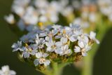 Achillea collina