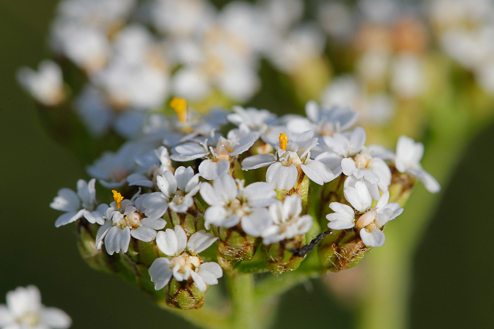 Изображение особи Achillea collina.