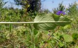 Campanula glomerata. Лист (нижняя сторона). Республика Адыгея, г. Майкоп, восточная окраина города, сырой луг. 18.06.2016.