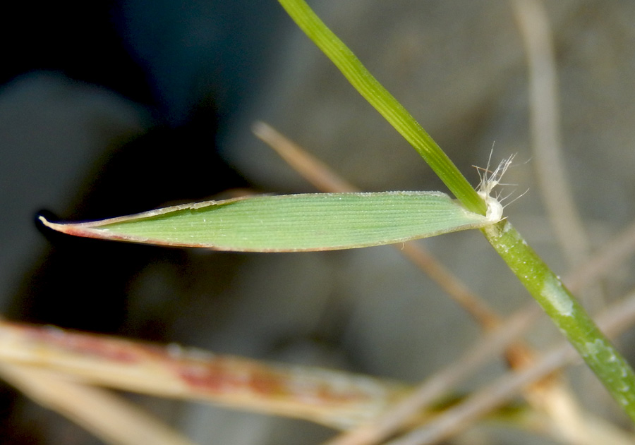 Изображение особи Aegilops triuncialis var. hirta.