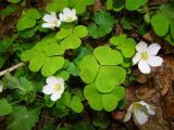 Oxalis acetosella. Цветущее растение. Нижегородская обл., Перевозский р-н, окр. с. Ичалки, памятник природы \"Ичалковский бор\", в карстовом провале. 31 мая 2011 г.