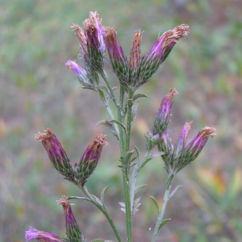 Изображение особи Serratula tinctoria.