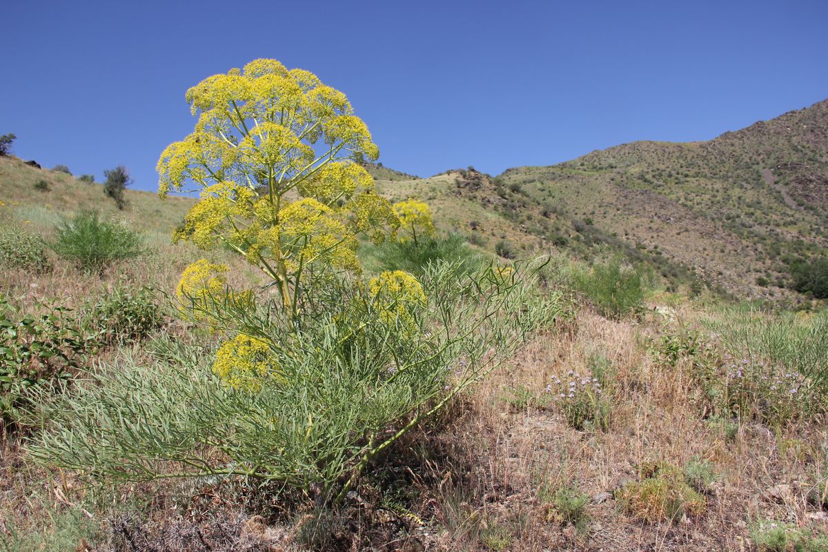 Image of Ferula penninervis specimen.