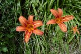 Hemerocallis fulva