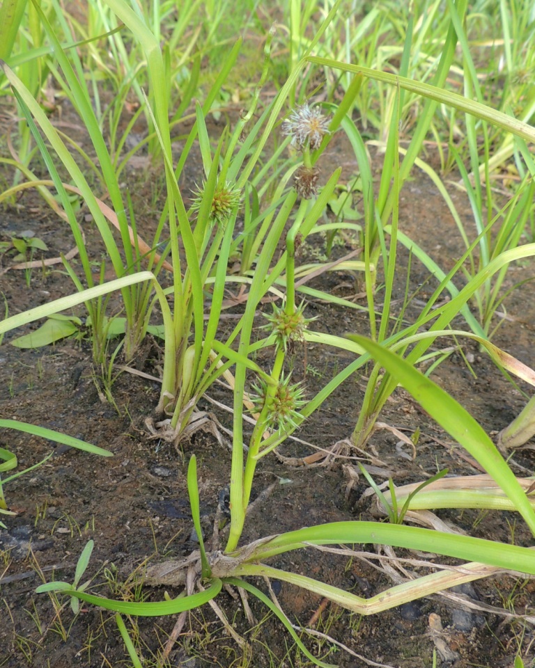 Image of Sparganium emersum specimen.