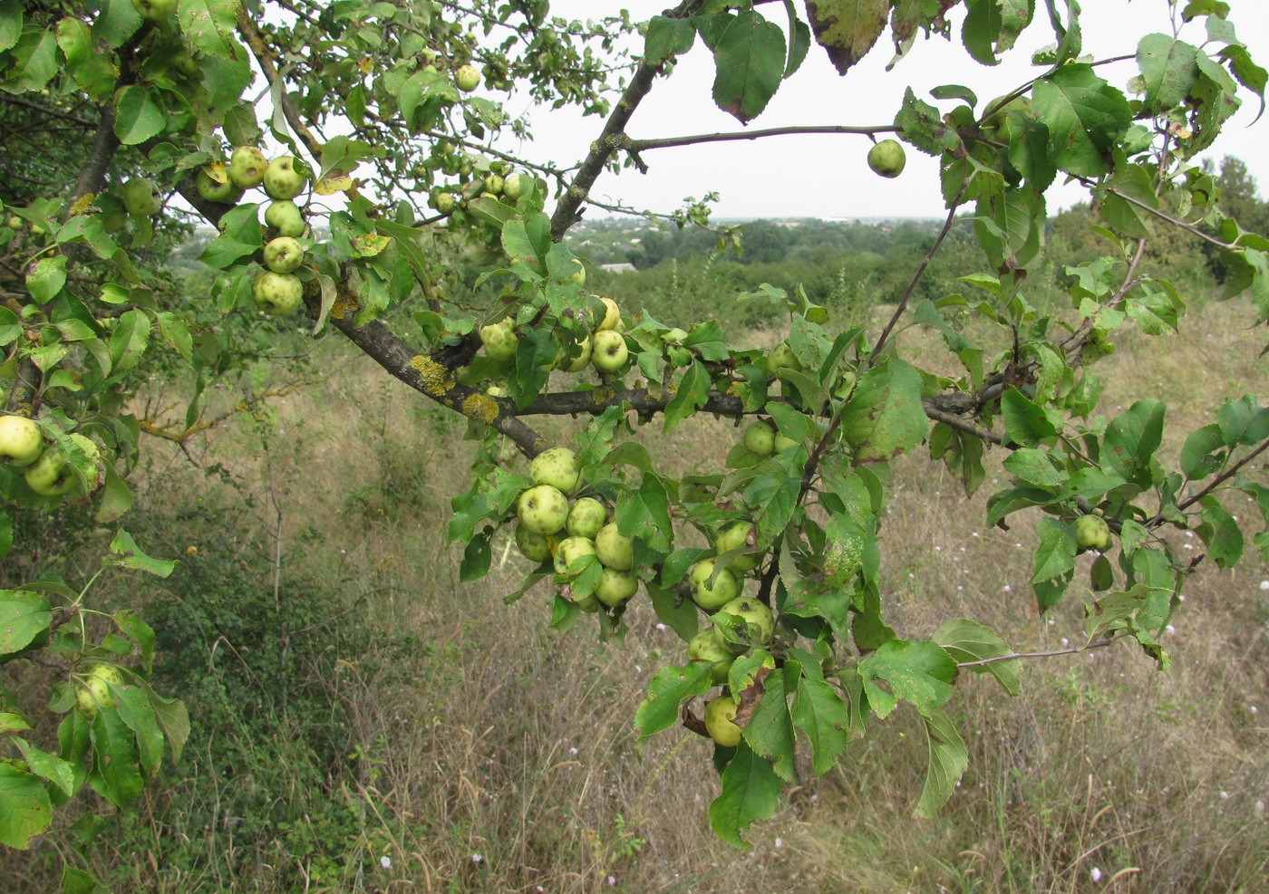 Изображение особи Malus orientalis.