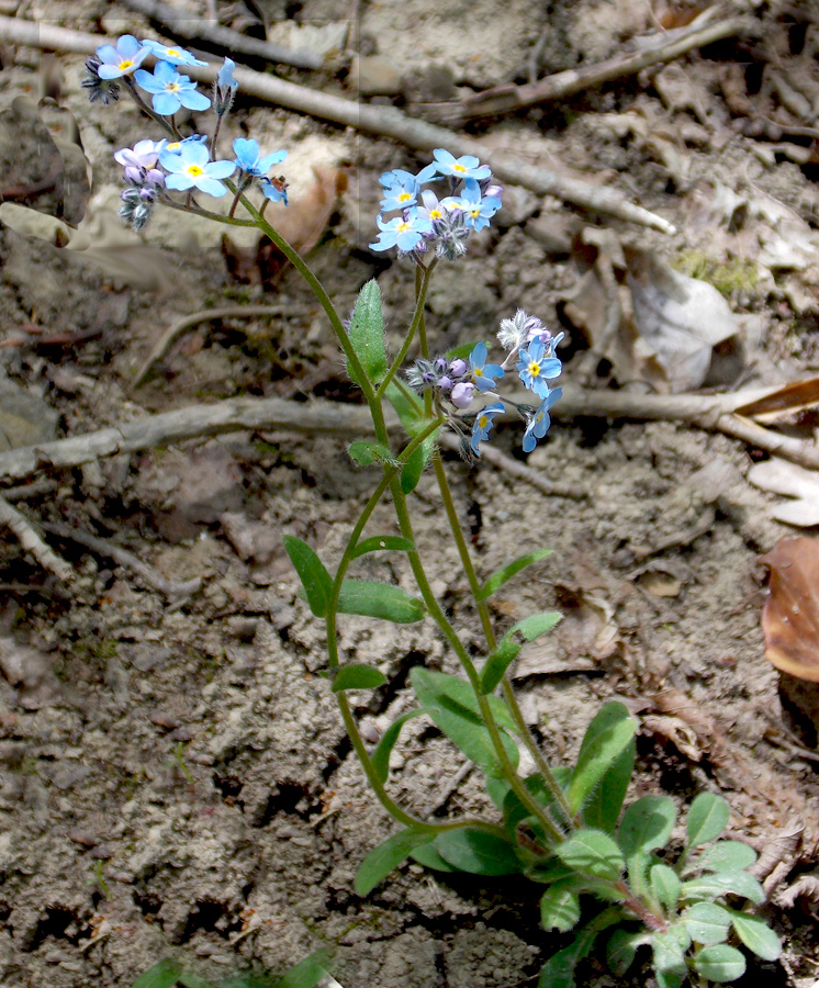 Image of Myosotis lithospermifolia specimen.