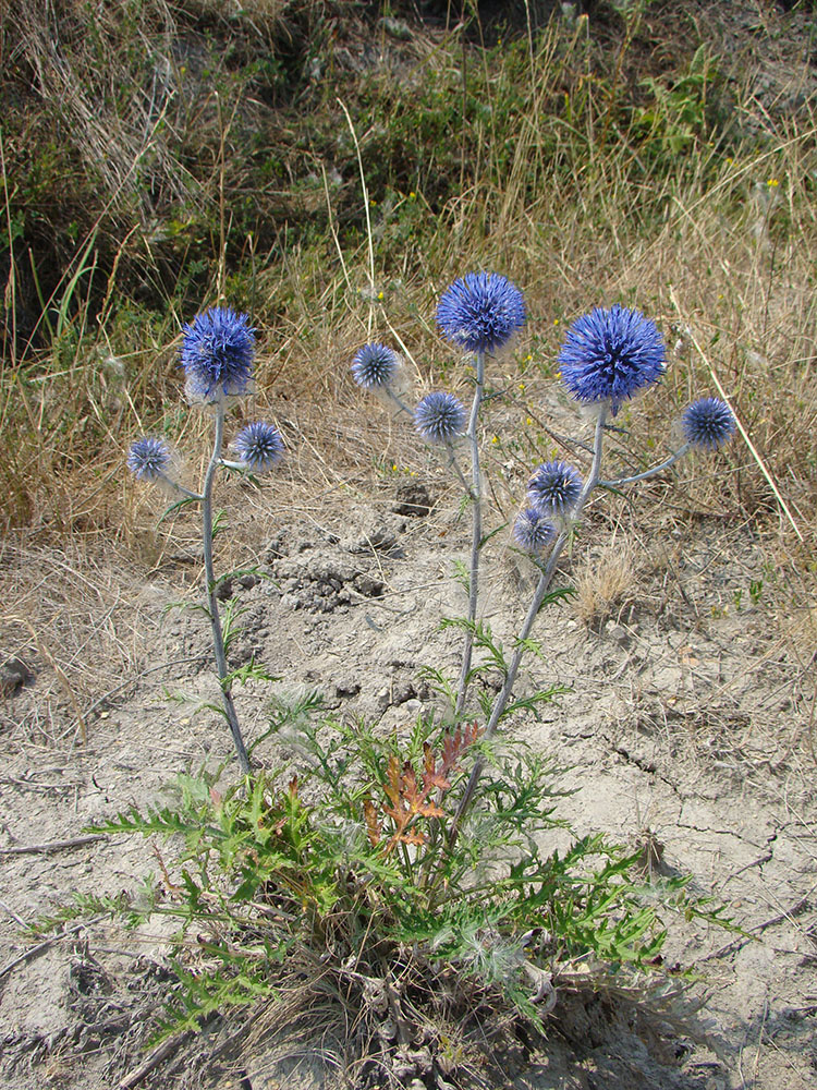 Image of Echinops tataricus specimen.