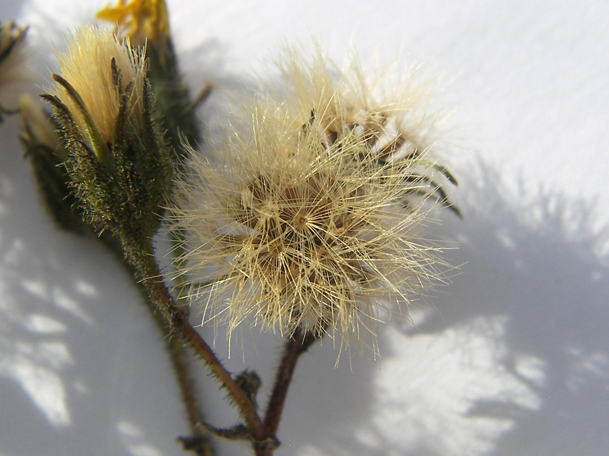 Изображение особи Hieracium leptoprenanthes.