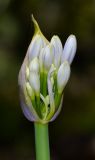 Agapanthus africanus