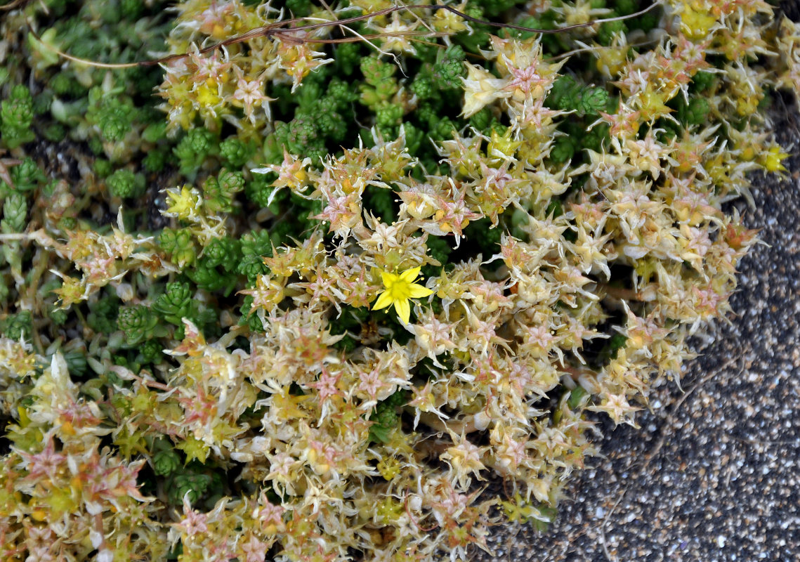 Image of Sedum acre specimen.