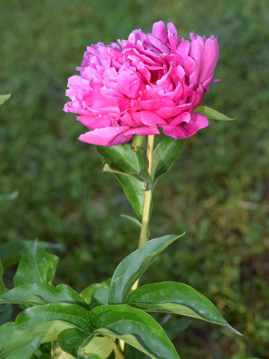 Image of Paeonia lactiflora specimen.