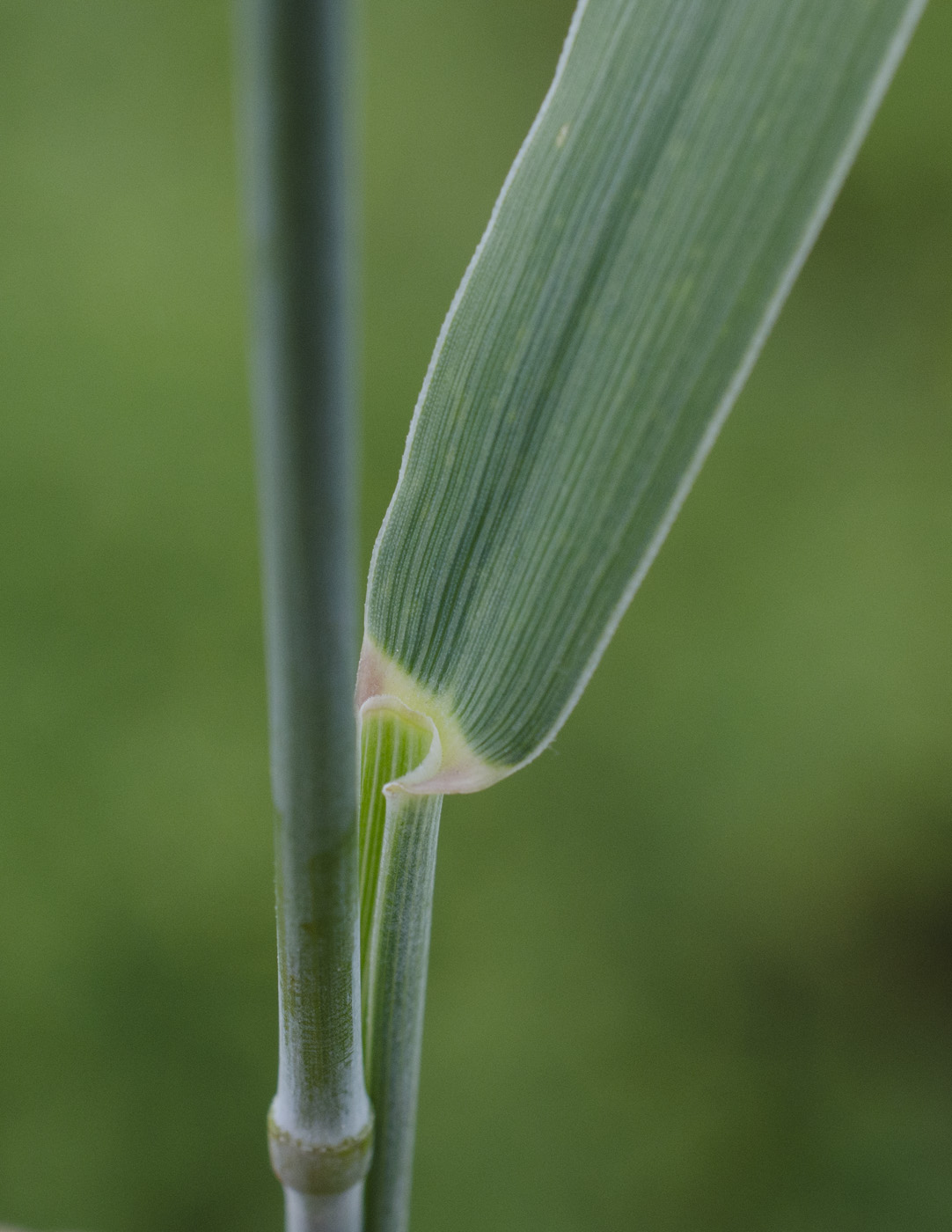 Image of genus Elytrigia specimen.