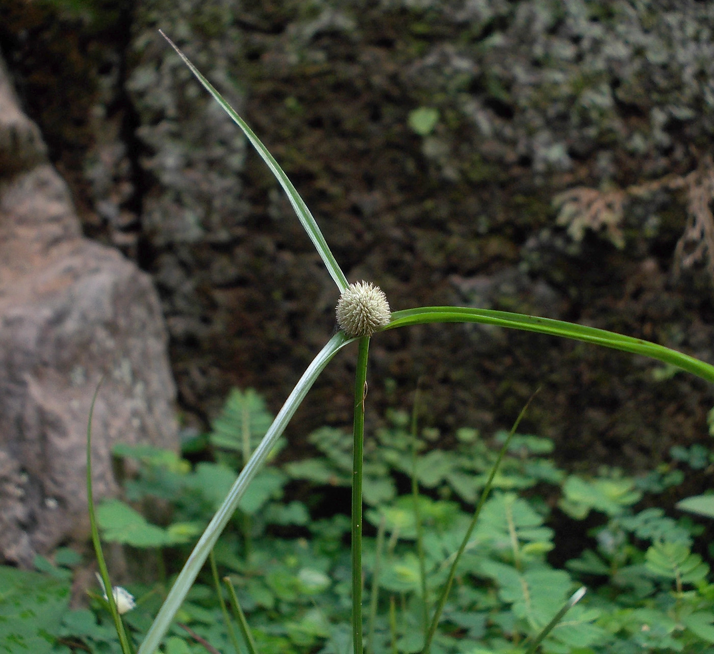 Image of Kyllinga nemoralis specimen.