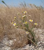 Tripleurospermum inodorum. Цветущее растение. Краснодарский край, Анапский муниципалитет, с. Витязево, безымянный остров Витязевского лимана. 22.08.2015.