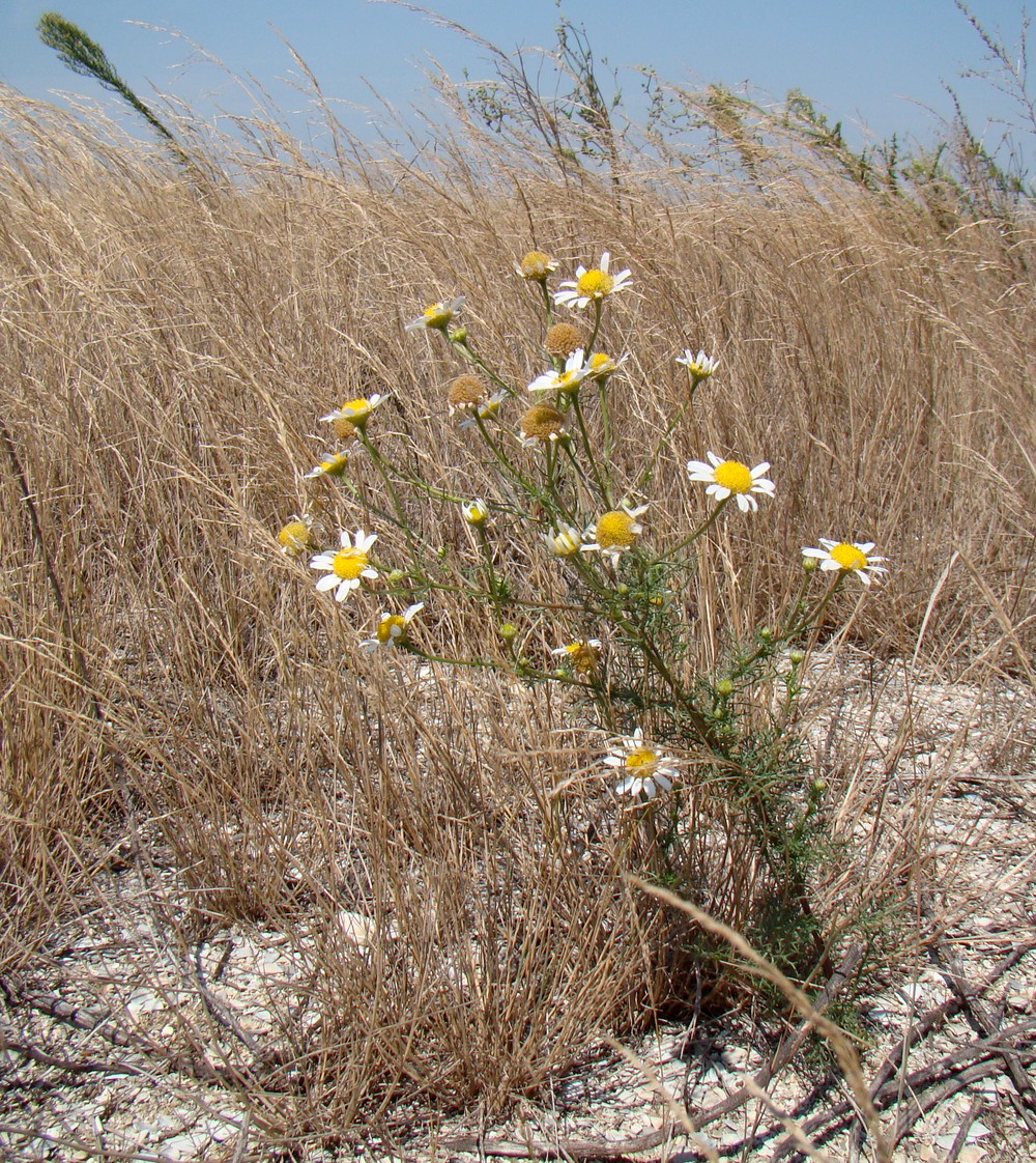 Изображение особи Tripleurospermum inodorum.