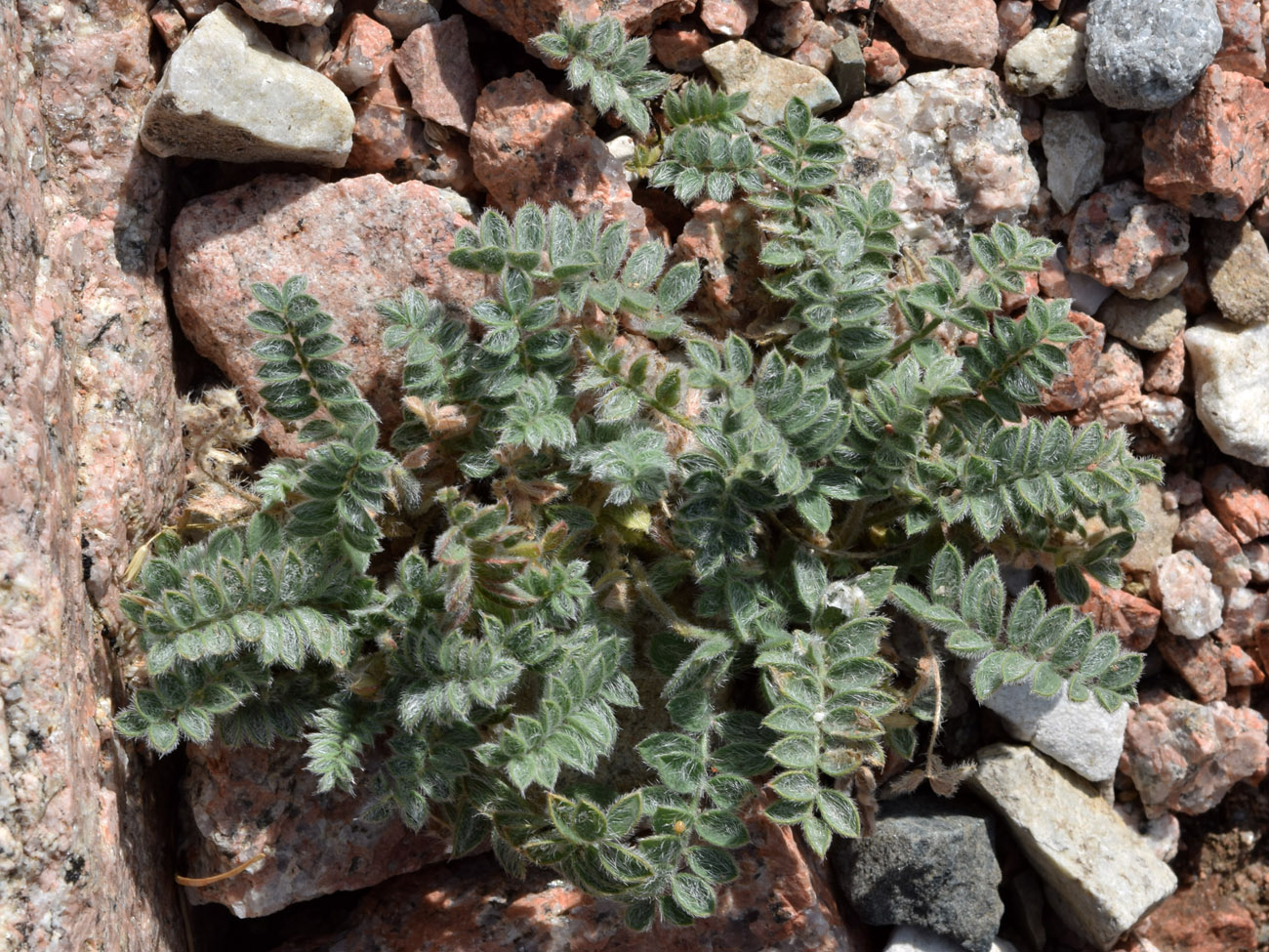 Image of Oxytropis submutica specimen.