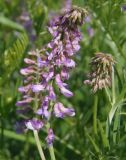 Vicia villosa