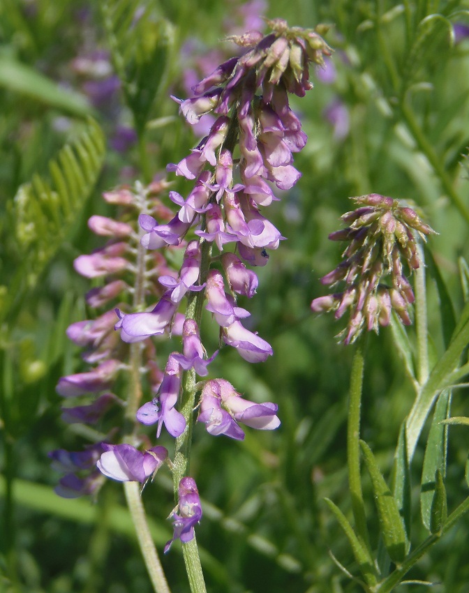 Image of Vicia villosa specimen.