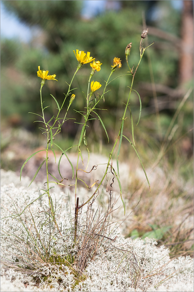 Изображение особи Hieracium filifolium.