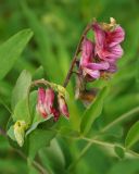 Lathyrus pisiformis. Соцветия (вид сбоку). Восточный Казахстан, Кокпектинский р-н, 25 км в горы от с. Пантелеймоновка, 1000 м н.у.м., просека в лесу. 12.06.2016.