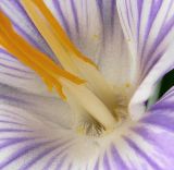 Crocus vernus