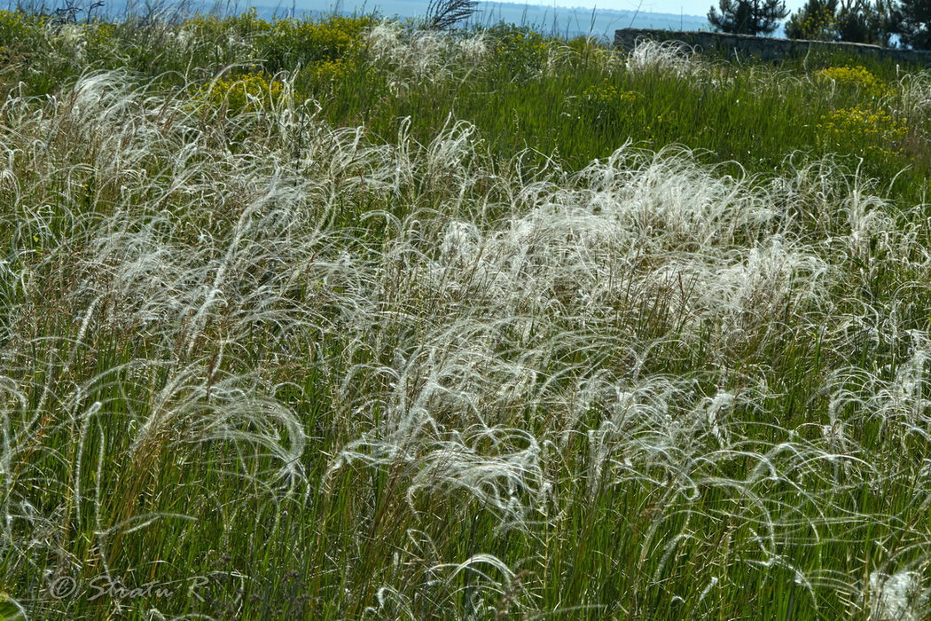 Image of Stipa pennata specimen.