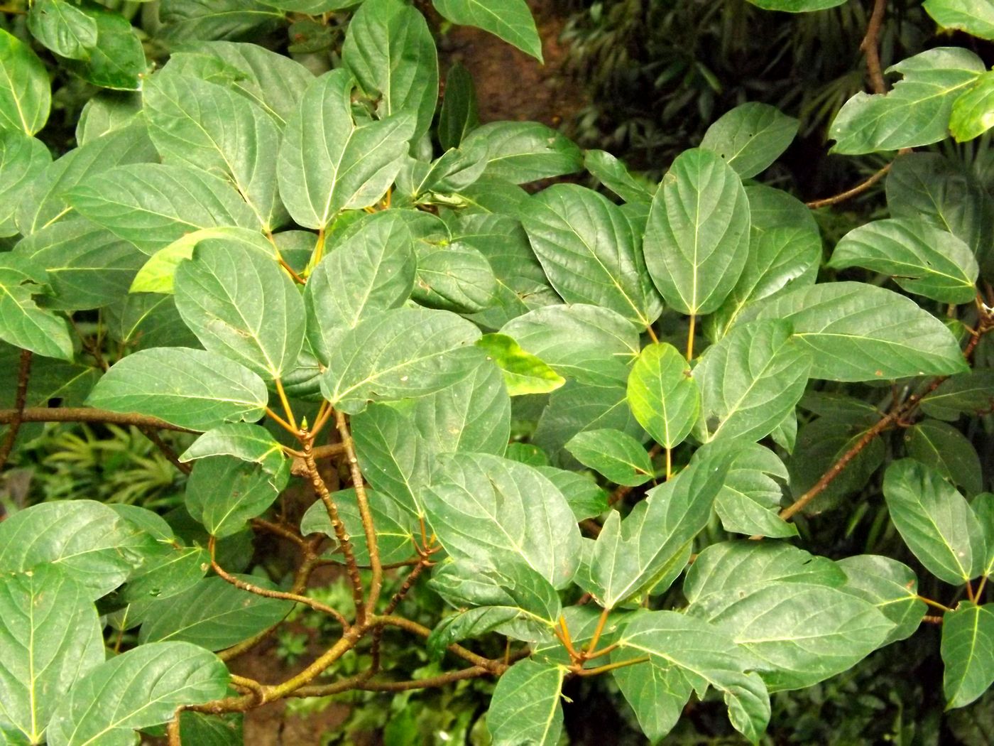 Изображение особи Ficus variegata.
