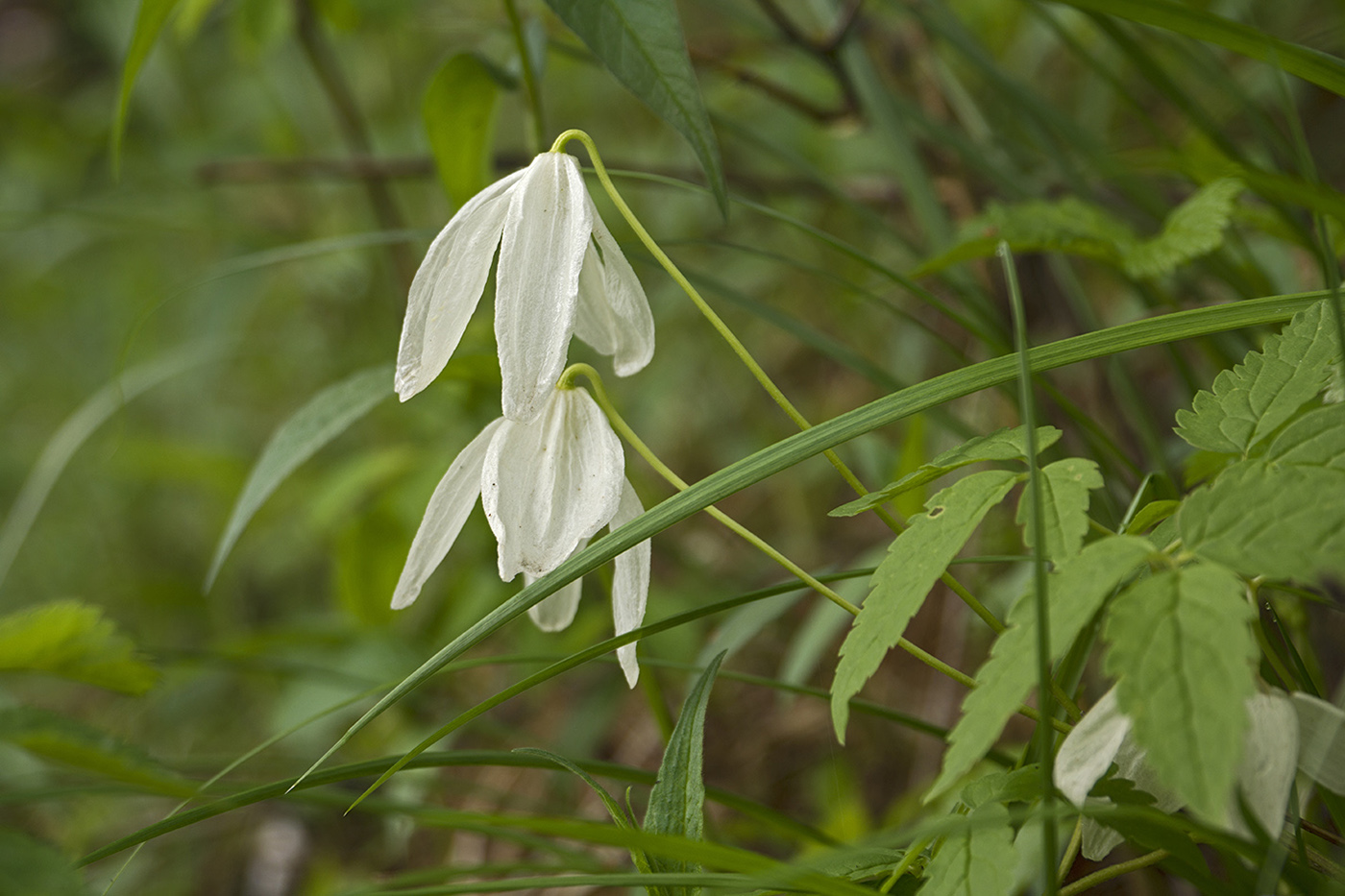 Изображение особи Atragene sibirica.