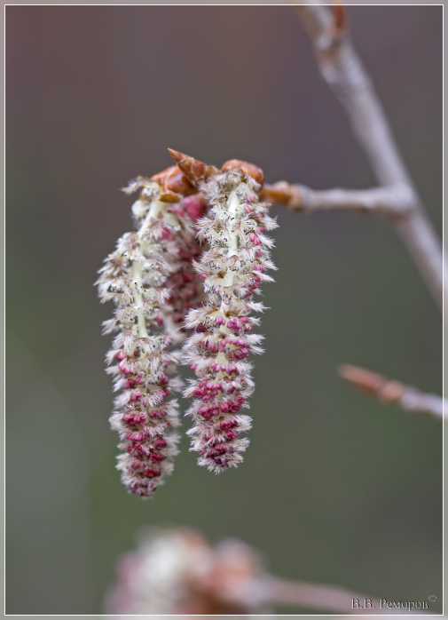 Изображение особи Populus tremula.