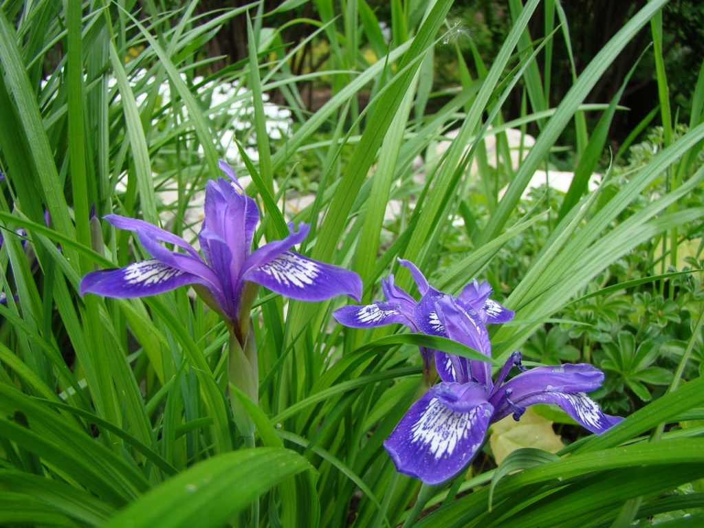 Изображение особи Iris ruthenica.