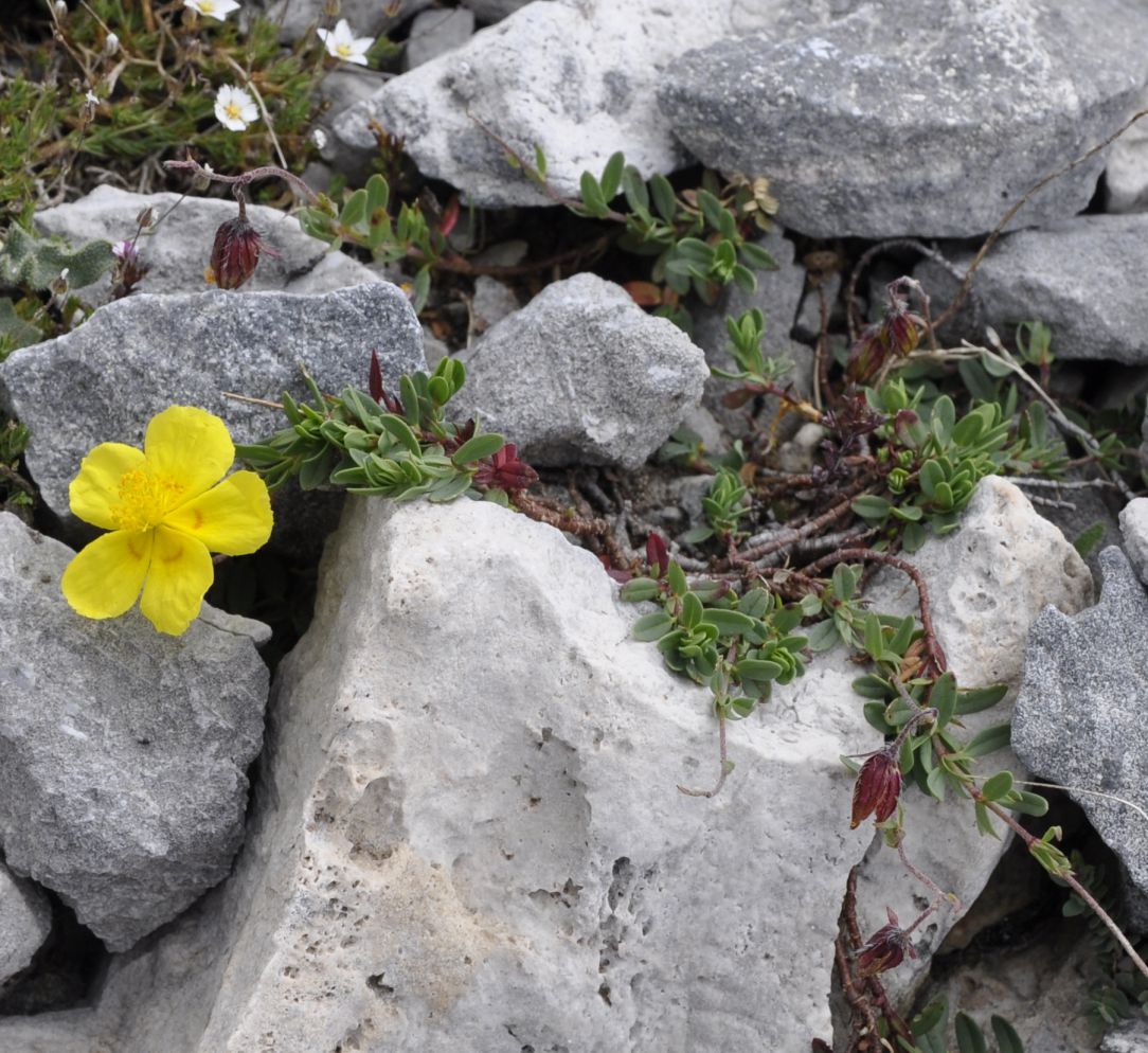 Изображение особи Helianthemum nitidum.