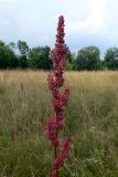 Rumex crispus. Соплодие. Амурская обл., Бурейский р-н, окр. с. Виноградовка, поляна в дубовом лесу с примесью берёзы и кустарников. 20.07.2016.