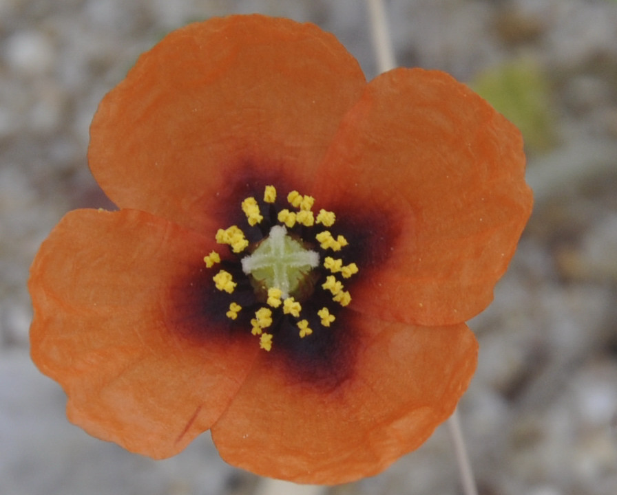 Изображение особи Papaver nigrotinctum.