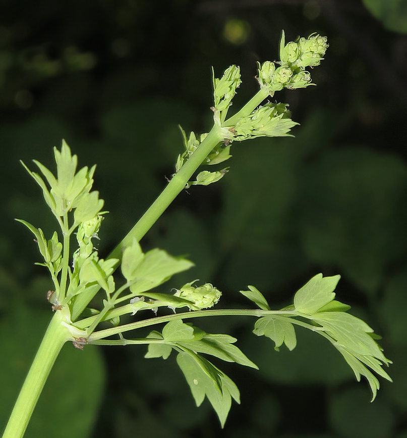 Изображение особи Thalictrum minus.