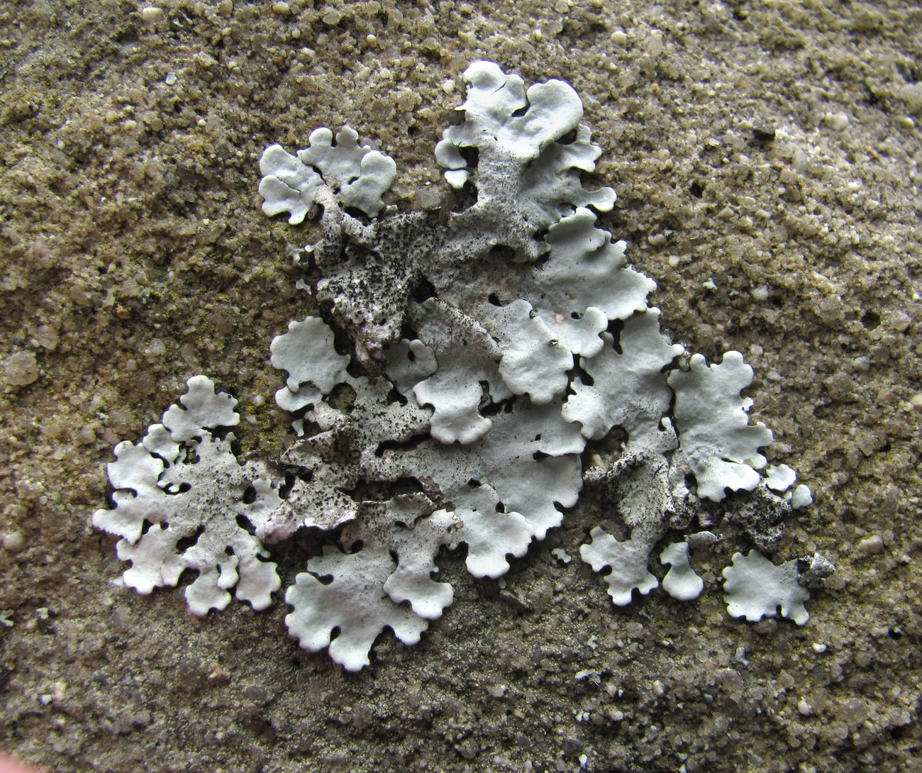 Image of Parmelina tiliacea specimen.