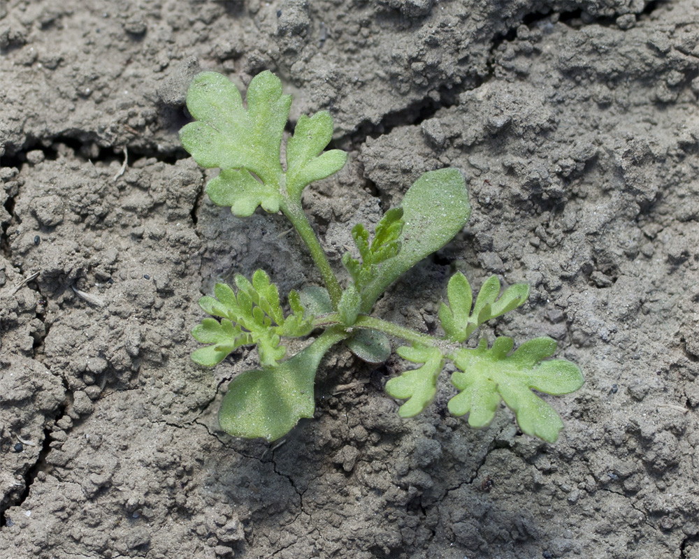Image of Artemisia annua specimen.